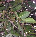 Syzygium cumini